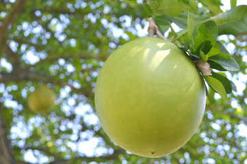 Suicide tree fruit, Cerbera odollam, Central of Thailand