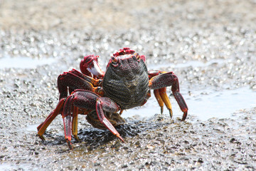 TIERE_4053_rote_Klippenkrabbe_bei_Paarung