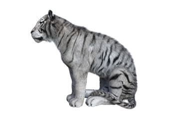 3D Rendering White Tiger on White