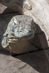 TIERE_2289_Komodowaran