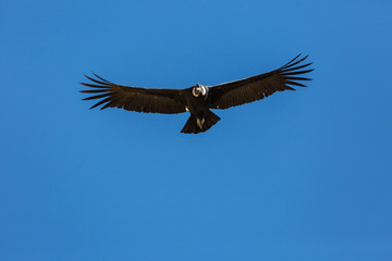 Condor