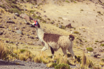 Llama