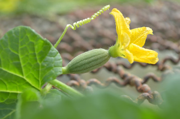 Watermelon female flower, Central of Thailand