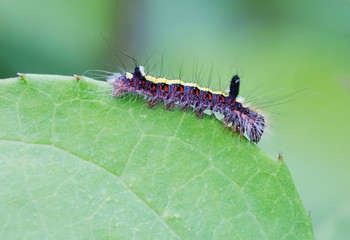 Гусеница ночной бабочки 