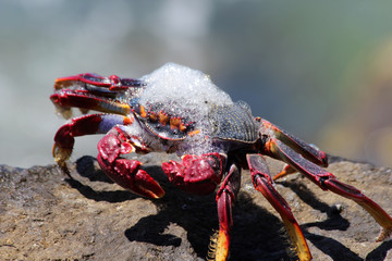 TIERE_2521_rote_Klippenkrabbe