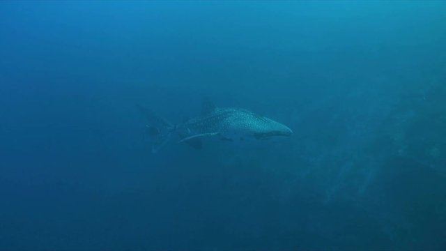 Whale shark swims on a coral reef. 4k footage