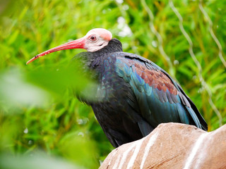 Oiseau