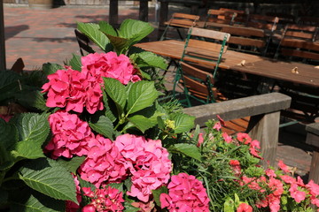 Hortensienblüten im Biergarten 