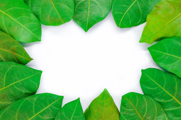 Fototapeta premium Beautiful green leaf for background or texture - nature concept.