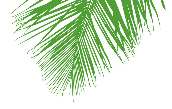 palm tree's leaves silhouette