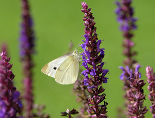 Kohlweißling auf der Blüte vom Gartensalbei.17159.jpg