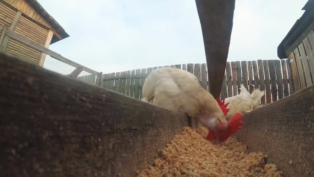 Chickens in the hen house eat food.
