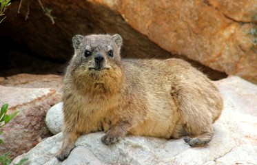 A full-length shot of a Hyrax laying on a rock facing the camera looking alert.