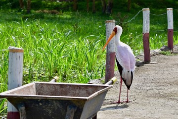 アフリカのトキ