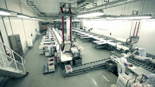 Processing of meat production timelapse
