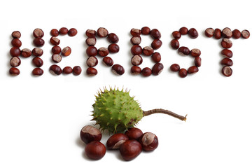 Kastanien herbst hintergrund