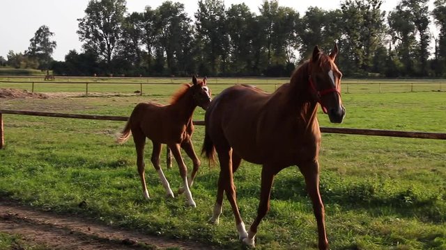 A mare with her foal runs in the enclosure. Breeding an English thoroughbred. Double slow motion. 