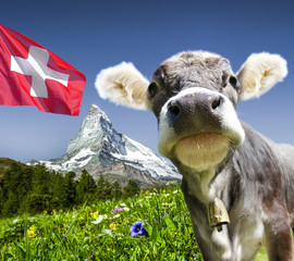 Kuh mit Matterhorn