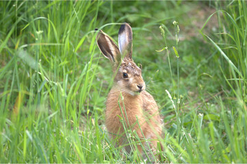 Feldhase im Gras