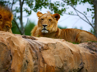 Lionne