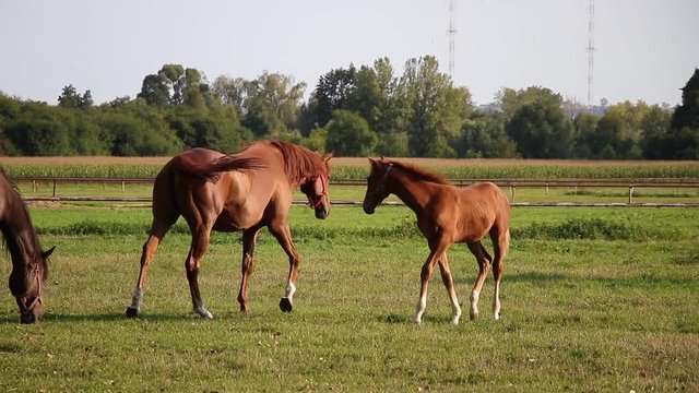 Horse family on a pasture. The foal of the following mare. Horse breeding of the English thoroughbred. 
