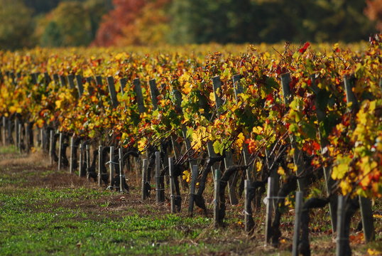 Vignoble de l'appellation Pessac-L&eacute;ognan &agrave; l'automne, Gironde, France