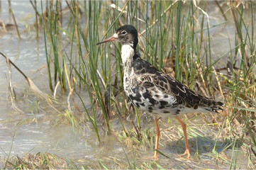 Männlicher Kampfläufer