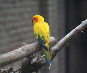 sun parakeet