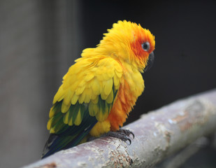 sun parakeet
