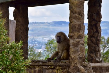 アフリカのヒヒ
