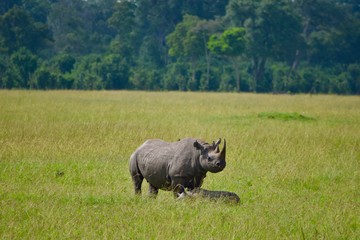アフリカのサイ