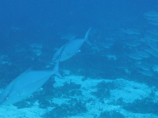 Fototapeta premium あめんぼ