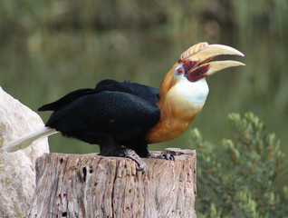 Blyths hornbill (Rhyticeros plicatus)