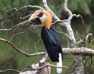 Blyths hornbill (Rhyticeros plicatus)