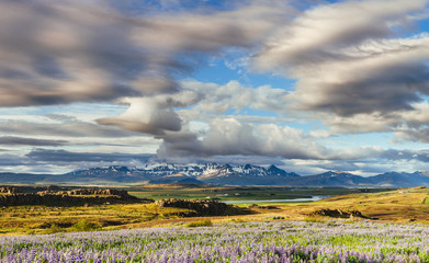The picturesque landscapes of forests and mountains of Iceland. Wild blue lupine blooming