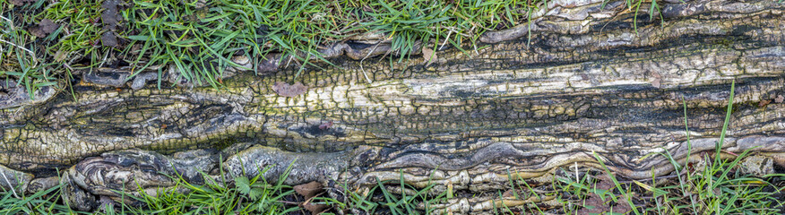 Exposed roots of trees