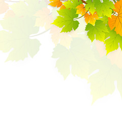 Natural Leaves Vector Background