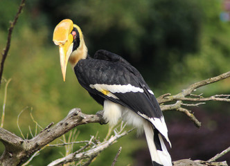 great hornbill (Buceros bicornis)