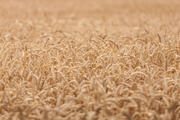 Wheat field ready for harvest