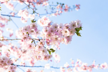 Pink cherry blossom in spring