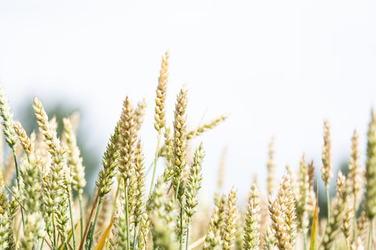 Wheat not yet ready for harvest