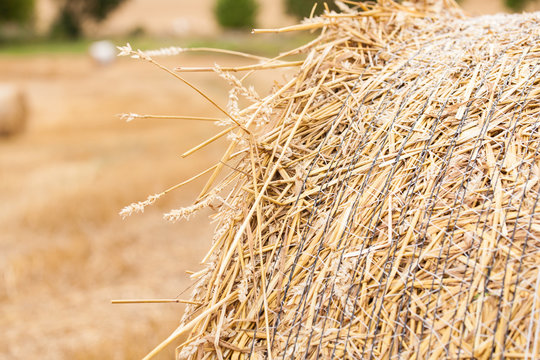 Wheat Straw Roll On The Field