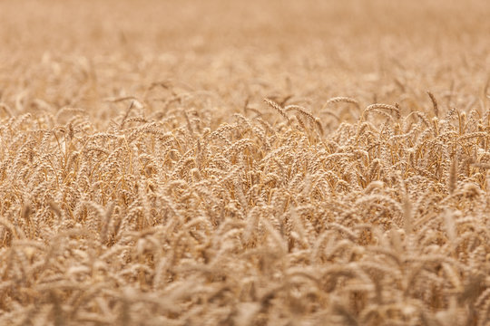Wheat field ready for harvest