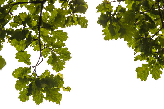 Oak leaves in summer