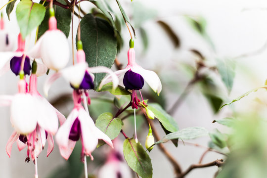 Bleeding heart flower