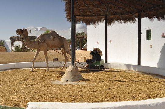 Усадьба в Тунисе в Африке. Архитектура. Верблюд