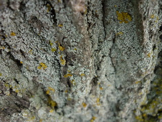 Lichen tree bark