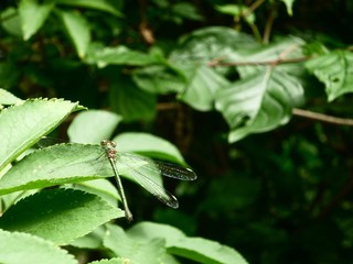 Green dragonfly on a leaf