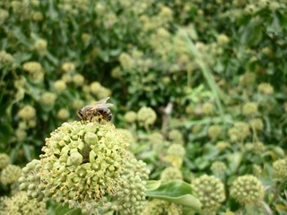 Wild bee harvesting