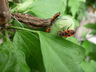 Cotton stainers on a bud